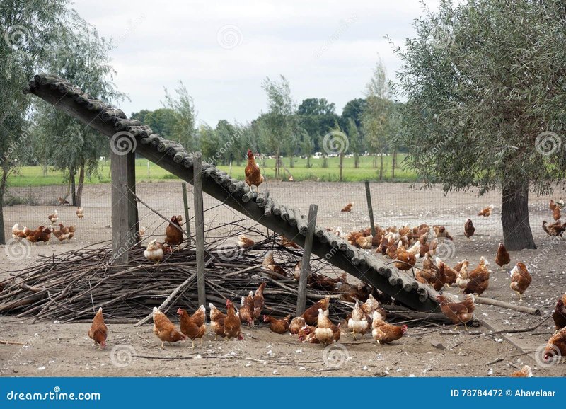 Chicken road spel - Ontdek de Avontuurlijke Wereld van Chicken Road in Nederlandse Online Casinos